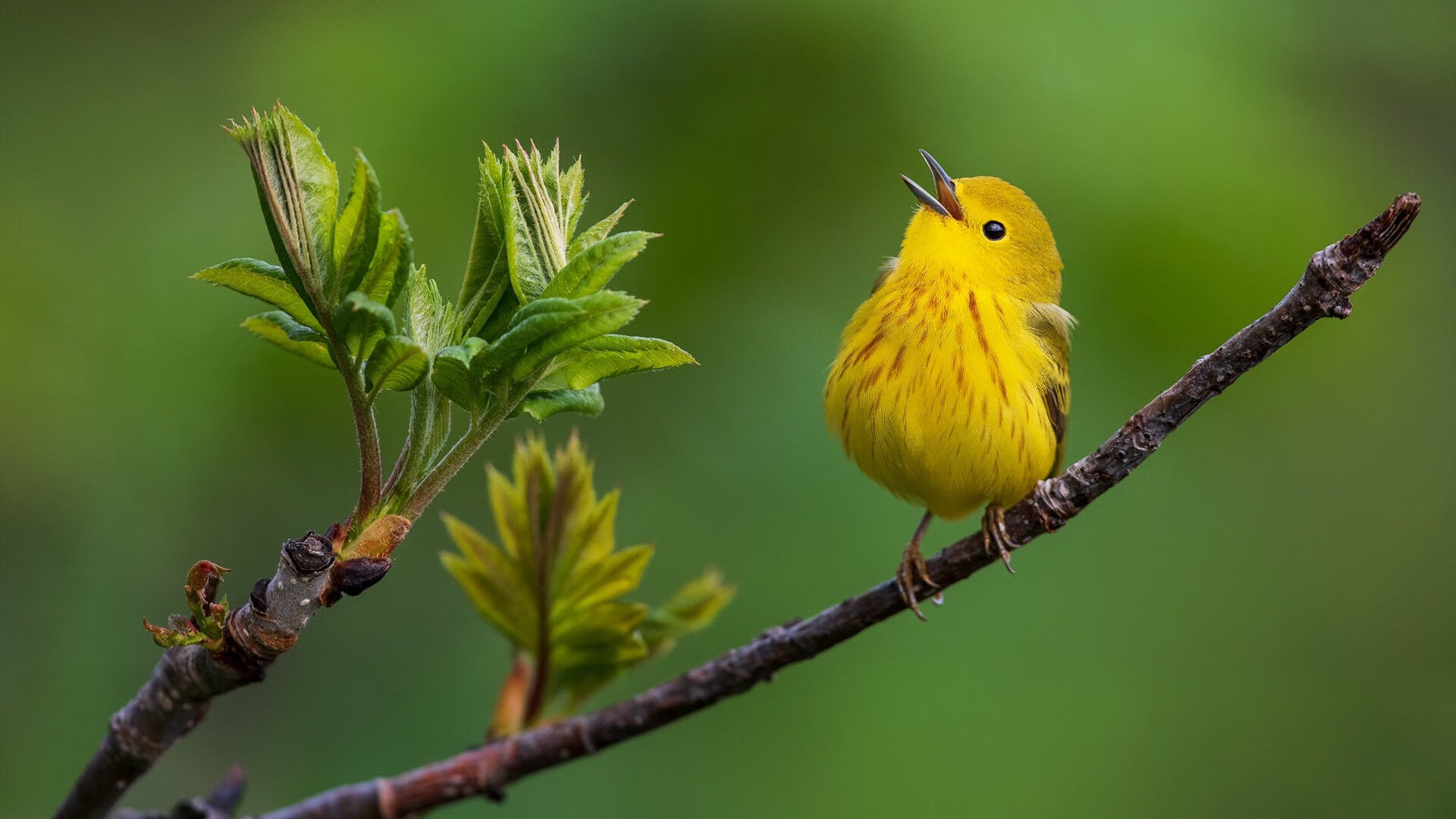 中国足球比赛判罚争议集中点,中国足球裁判网官网