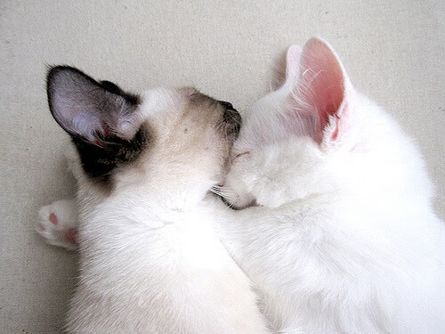 篮球运动员专项技能提升路径与训练方法,篮球运动员的训练项目