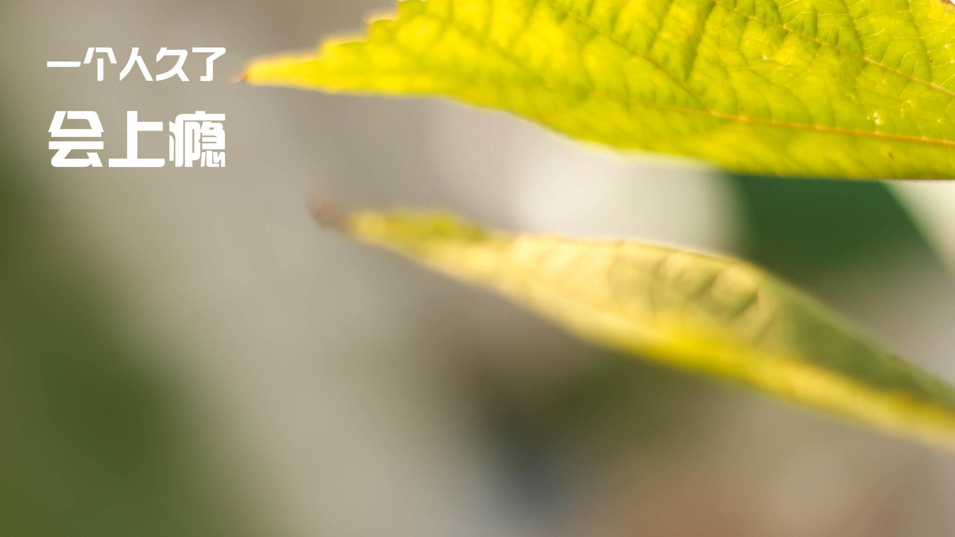 “彭尤蝶泳挑战世界纪录，中国泳坛新力量崛起”