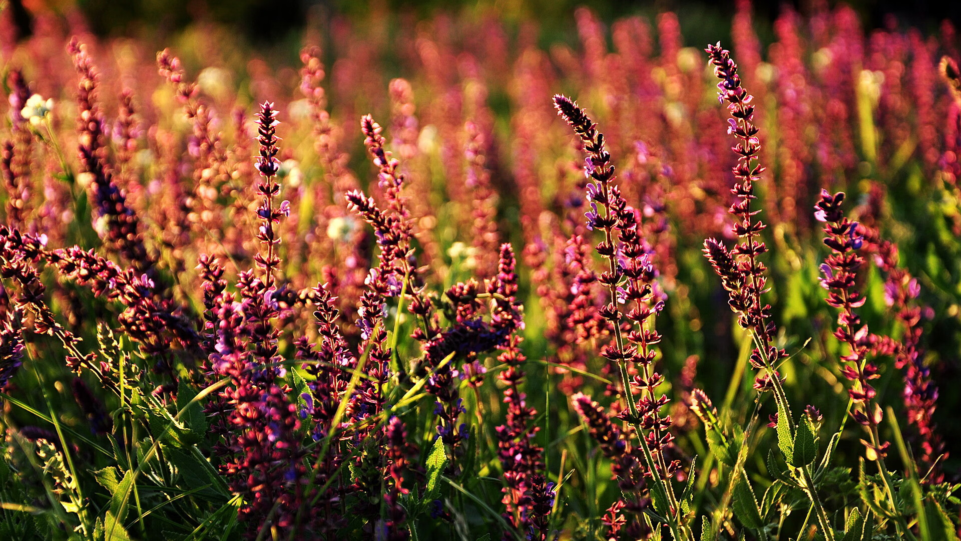 “拜仁启用青训力量,德甲豪门重塑锋线”