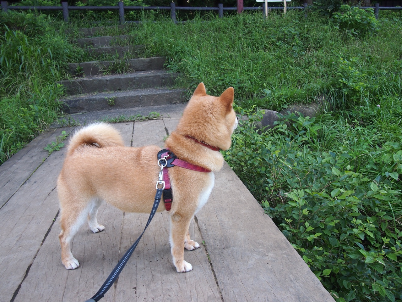 中国三人篮球女队强化篮板球控制，中国三人女篮规则