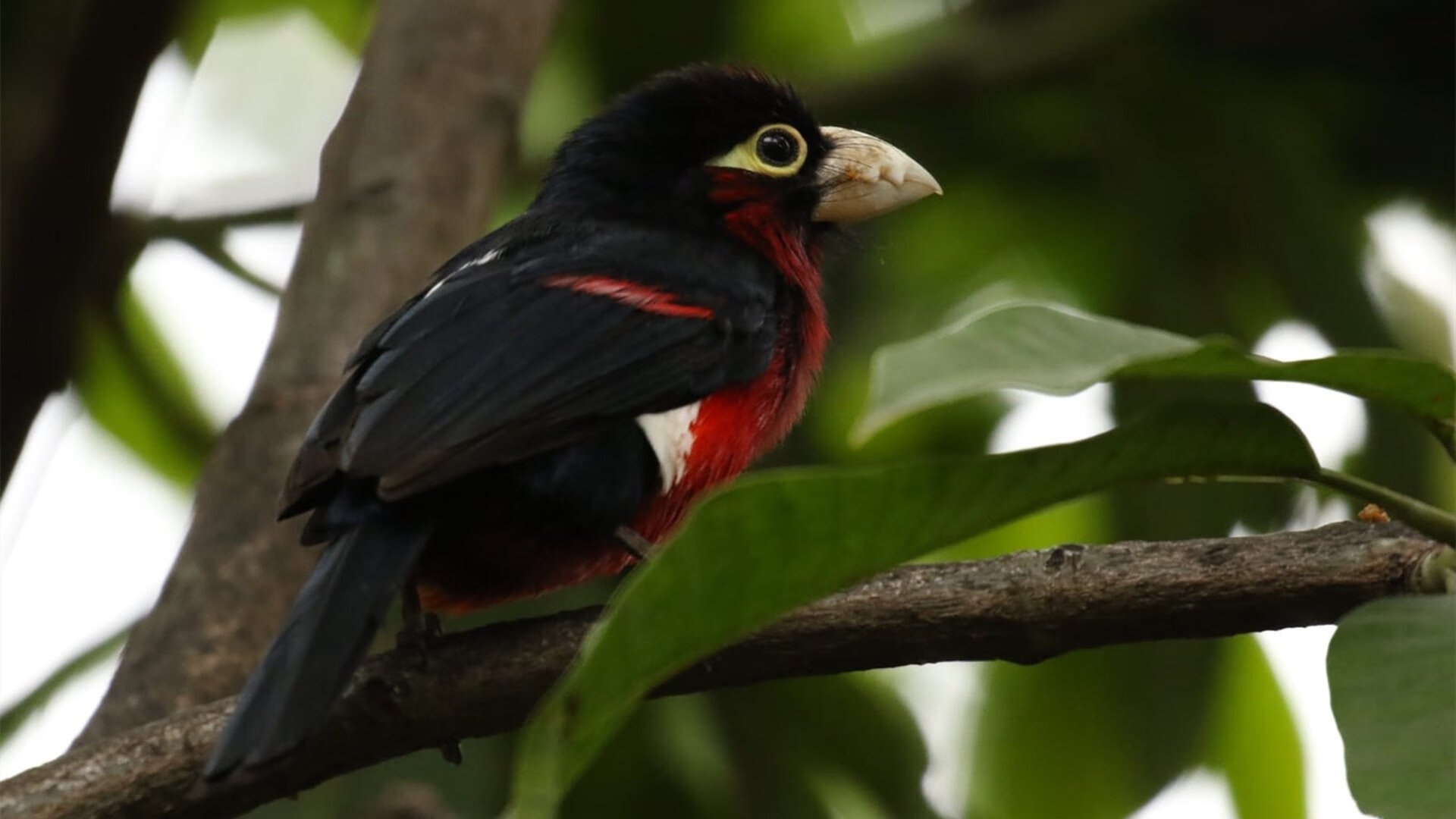 体育新闻中心完成多终端体育直播技术测试，体育新闻现场直播