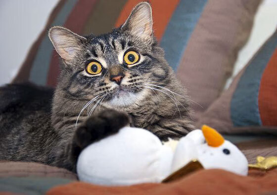 国家队训练节奏为何与比赛节奏脱节，国家队的训练时间